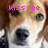 Pixelated close-up of a dog's face with pink text reading 'kiss me' overlaid on the upper portion.