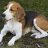 Pixelated static image of a dog with white and brown fur lying on a dark surface against a green background.
