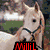 six horse-themed images with text overlays, featuring various horses in different poses and backgrounds