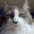 A pixelated close-up of a cat's face with white and gray fur, green eyes, and a pink nose, set against a blurred background.