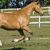 A horse runs left to right across a grassy field with white fence and green trees in background.