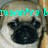 Two identical pug faces side-by-side with teal text overlay reading "moodies la are my" on a light brown background.