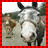 A 48x48 pixel animated contact sheet showing two frames of a donkey icon with red checkered border and "Moo" text on the right frame.