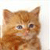 A pixelated close-up of a light brown tabby cat's face with dark eyes and a pink nose against a pale background.