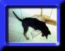 A black cat in a blue frame, followed by multiple dog images with varied frames and backgrounds.