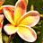 A 4x3 contact sheet of a flower animation showing sequential frames with subtle changes in the central stamen and petal shading across all 12 sampled frames.