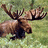 A pixelated moose with large antlers stands in a grassy field, next to a bright blue background with green text.