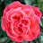 A 3x3 contact sheet of a flower animation showing sequential frames with heart symbols appearing and changing color on red carnations against green foliage.