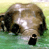 Animated contact sheet showing a brown elephant icon with subtle frame-to-frame motion, alongside a blue background with "CoolBuddy.com" text on the right side of one frame.