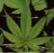 Static image of a green cannabis leaf with serrated edges and visible veins against dark background.