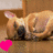A light brown dog with folded ears lies on a wooden surface, its head resting down in three showing heart symbols changing color
