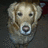 A golden retriever dog's head in a pixelated image with three distinct facial expressions across frames.