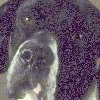 Six distinct dog and human faces arranged in a , with no visible animation changes
