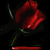 Animated contact sheet of red roses with green stems on black background, showing sequential frame changes including petal movement and a falling droplet effect.