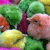 Holiday icons for AIM, MSN, MySpace and Yahoo