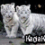 White tiger cub and adult tiger images with text overlays, displayed in a