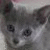 Gray cat face with large dark eyes and pink heart symbol on right side of image.
