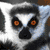 A static image featuring a ring-tailed lemur's face, a paw print, and text on a zebra-stripe background.