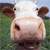 Animals icons for AIM, MSN, MySpace and Yahoo
