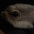 A pixelated, low-resolution image of a light-colored animal head with dark eyes and nose against a black background.