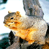 Animated squirrel icon with two visible frames showing a running pose on a branch, alongside CoolBuddy.com text logo on blue background.