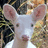 Pixelated image of a white deer with large ears and green eyes, standing against a blurred natural background with text reading "do you believe in rads?" and "radioactive albino deers! ...duh".