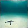 A static underwater scene with a starfish on sandy ocean floor beneath turquoise water.