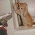 Animated sequence of a light brown cat with white paws clinging to a window frame, shifting position slightly across frames.
