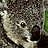 Animated sequence of koala faces and bodies against green foliage background, showing head movements and body shifts.