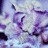 Pixelated image with purple and white background, cyan text boxes containing pink text reading "bagel boy and minnie=", "what should be".