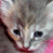 A 2x2 contact sheet of a kitten animation with two frames showing the kitten's face and one frame displaying 'CoolBuddy.com' text on a teal background.