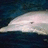 A split-screen image with a dolphin on the left and pink text reading "I Luv Dolphins!!!" on a blue background.