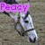 Four horse head images arranged in a with purple text overlays reading Peacy, in a, thought, Bubble