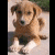 A static image of a light brown puppy with white paws and chest, sitting on pavement. The background is black with pink text reading "i wish guys were like puppies" in multiple