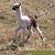 Pixelated static image of a stylized animal figure with long neck and legs, standing on grassy terrain against blurred background.
