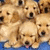 Pixelated image of multiple golden retriever puppies on blue background with text "Eilish Loves Dogs!" in bold black-and-white font.