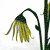 Animated contact sheet showing three stages of a flower's life cycle with blue text below each frame on white background.