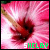 A pink flower with a brown stem and red center, overlaid with the text 'SHELBY' in green or white depending on frame.