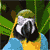 Animated parrot with blue and yellow plumage, green head, and white facial markings against a leafy background.