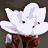 Animated flower icon with white and purple petals transitioning between open, closed, and side views on a gray background.