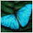 iconhell_kelly112988_butterfly