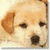 A pixelated dog face on the left, next to a bright pink background with green text reading 'Katie' and a green 'G' symbol.