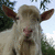 A light-colored goat with brown ears and a pink nose appears in a of four , each showing slight variations in expression and background