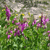Pixelated static image of purple flowers with yellow centers amid green foliage under a light sky.