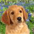 A pixelated close-up of a light brown dog with floppy ears, dark eyes, and a black nose, set against a blurred green and blue background.