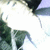 Pixelated static image showing partial green foliage and dark shapes against a bright white background with light blue accents.