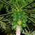 A static pixelated image of a tree with dense green foliage and a light-colored trunk against a dark background.