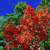 Pixelated static image of a red and green floral or leafy shape against a solid blue background.