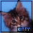 iconhell_yellowcardxx_kitty