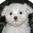 Pixelated image of a white dog with dark eyes and nose, accompanied by pink text reading "You confuse me" and "Cant You Speak DOG?" on a light background.